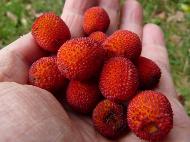 Fruits rouge orangés à maturité appelés arbouses. Comestibles, ils ressemblent à des fraises d'où le nom anglais strawberry tree donné à l'arbousier. Agrandir dans une nouvelle fenêtre (ou onglet)